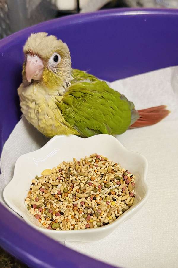 conure-for-sale