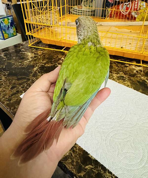 conure-for-sale-in-north-hollywood-ca