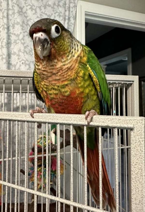 green-cheek-conure-for-sale