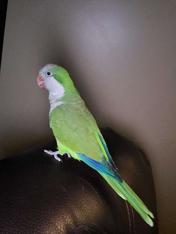 quaker-parrots-for-sale-in-platte-city-mo