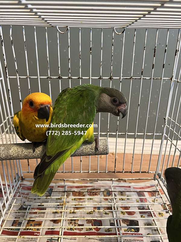 senegal-poicephalus-parrots-for-sale