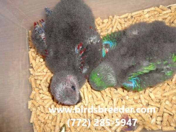 Baby pure Vosmaeri Eclectus available at $2,800 each