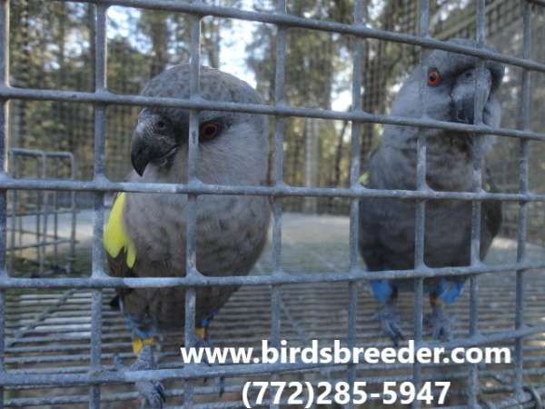 poicephalus-parrots-for-sale