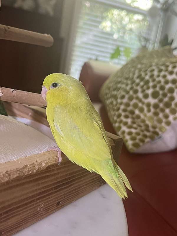 parrotlet-for-sale-in-georgia