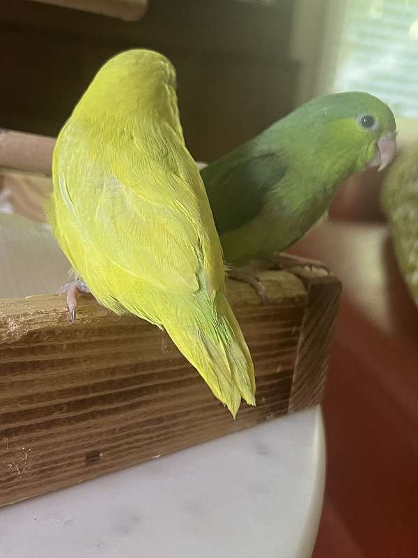 parrotlet-for-sale