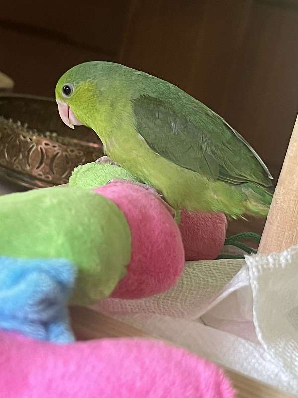 baby-parrotlet-for-sale