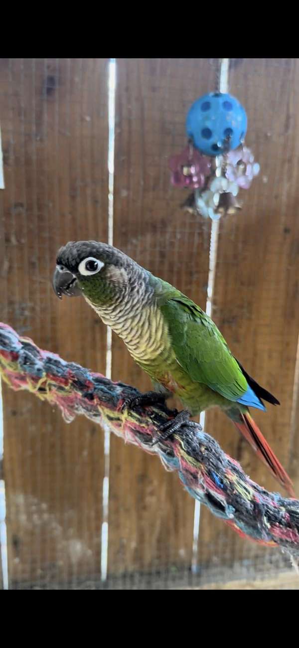 green-cheek-conure-for-sale