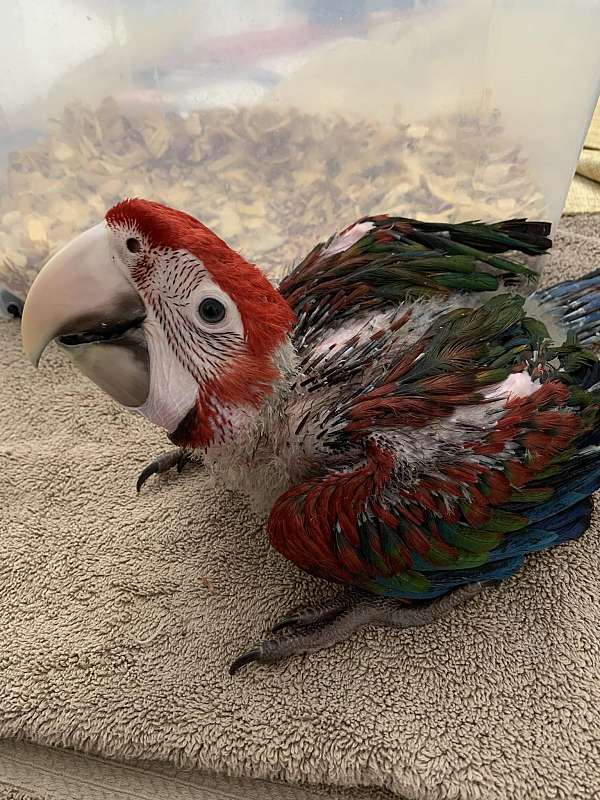 macaw-for-sale-in-brownsville-tx