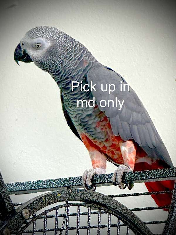 african-grey-parrot-parrot-for-sale-in-elkridge-md