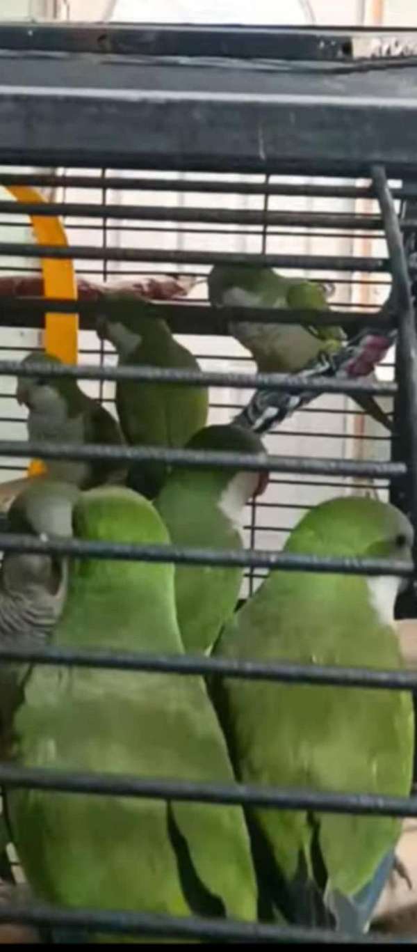 african-grey-parrot-parrot-for-sale-in-elkridge-md