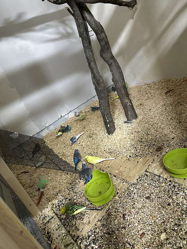 african-grey-parrot-parrot-for-sale-in-elkridge-md