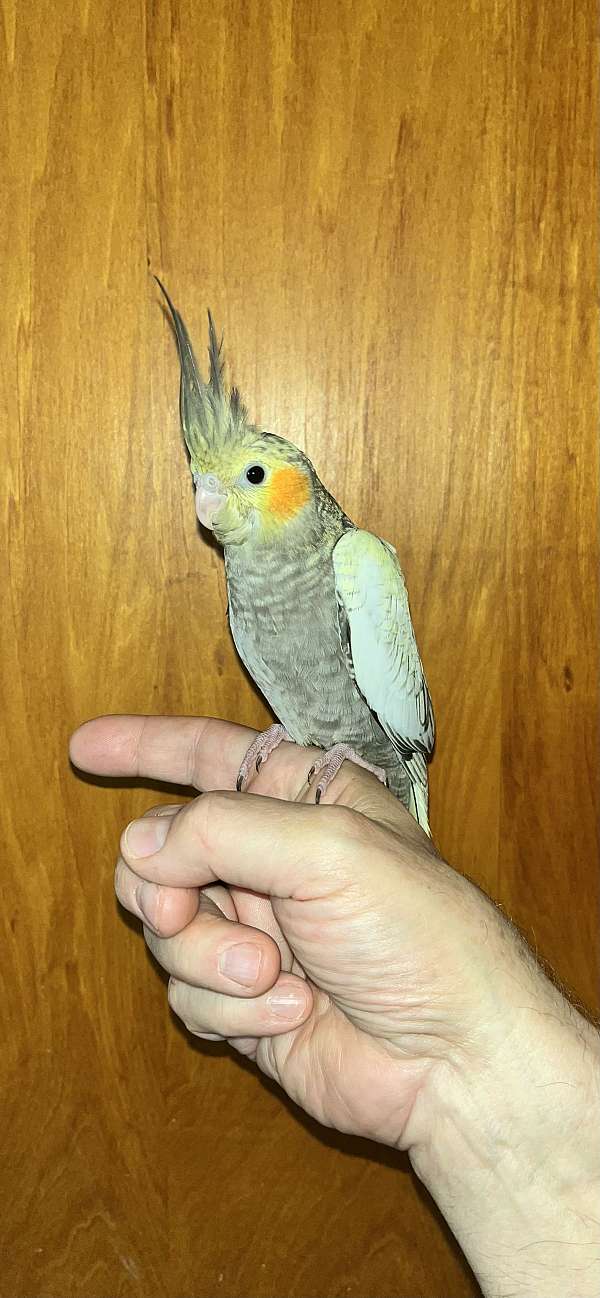 cute-bird-for-sale-in-north-chesterfield-va