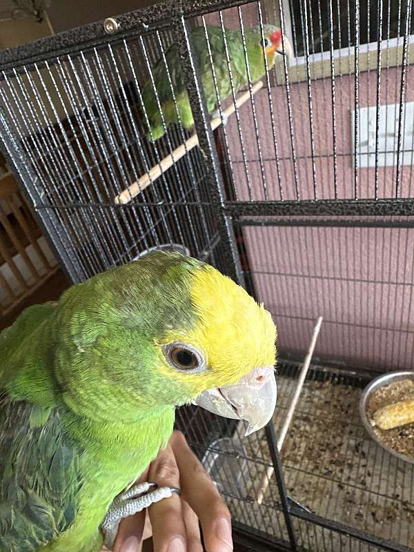 amazon-parrot-for-sale