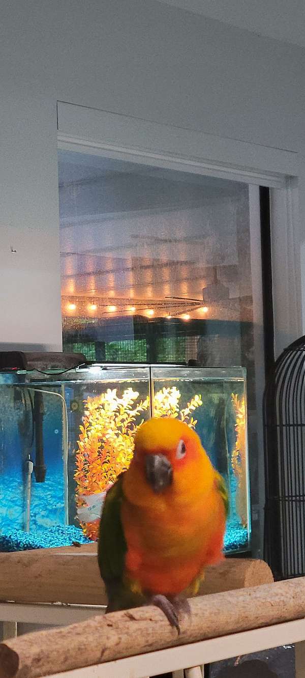 conure-sun-conure-for-sale-in-miami-shores-fl