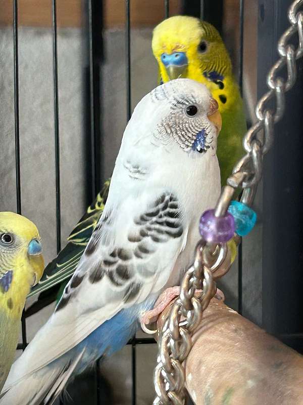 parakeet-for-sale-in-durham-nc