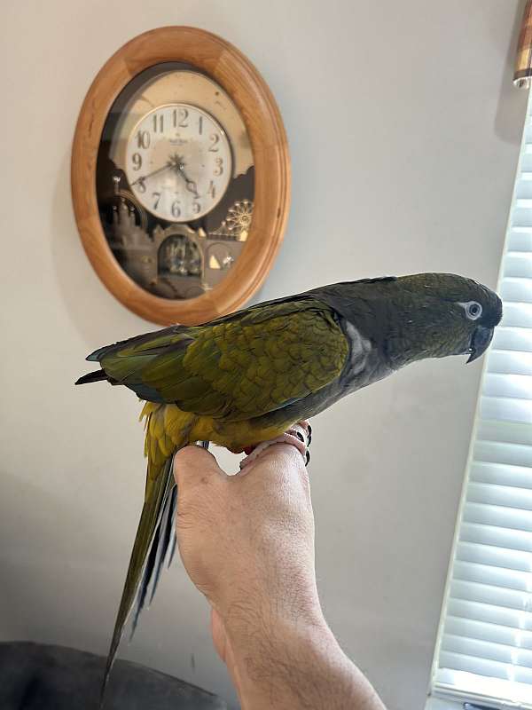 male-conure-patagonian-conure-for-sale