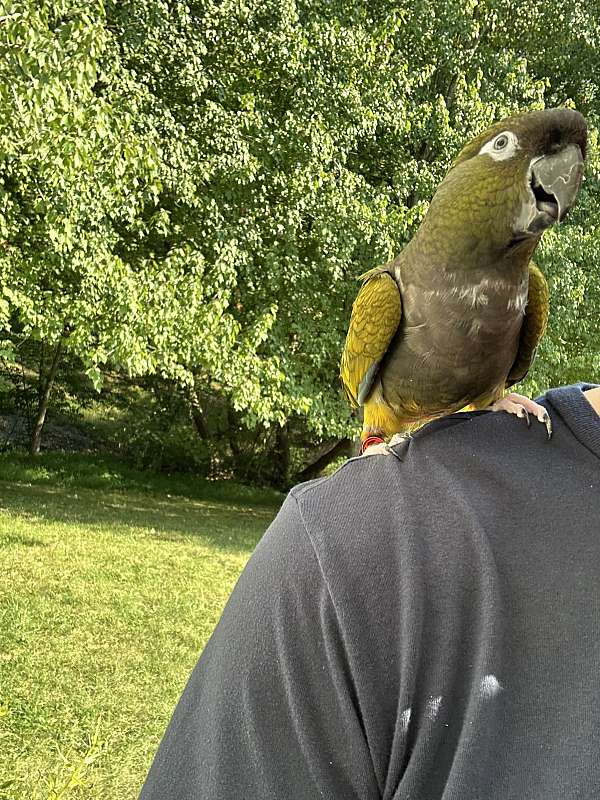 male-conure-patagonian-conure-for-sale