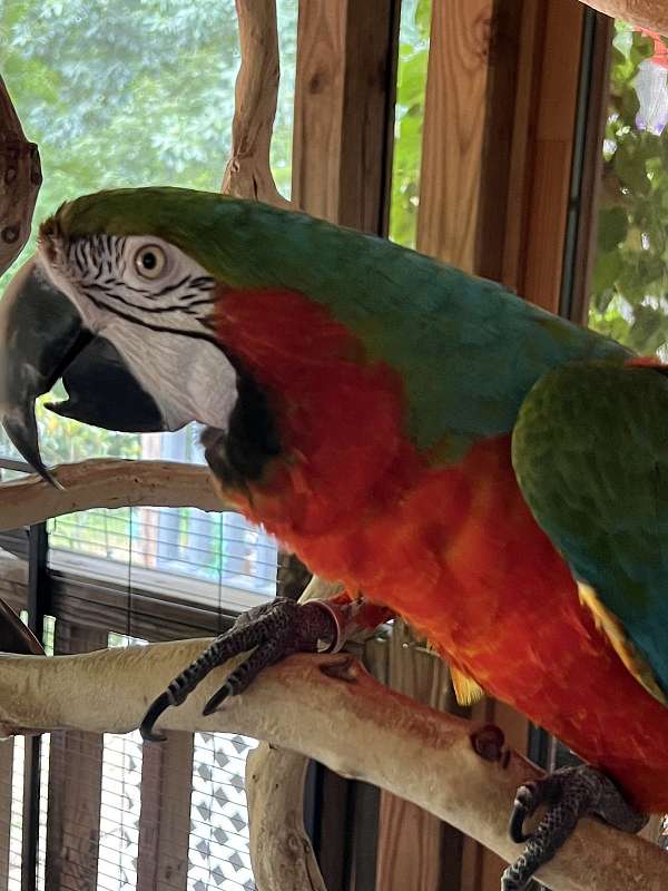 macaw-for-sale-in-lincolnton-ga