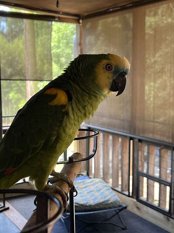 amazon-parrot-for-sale-in-lincolnton-ga