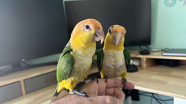 white-bellied-caique-for-sale-in-fishers-in