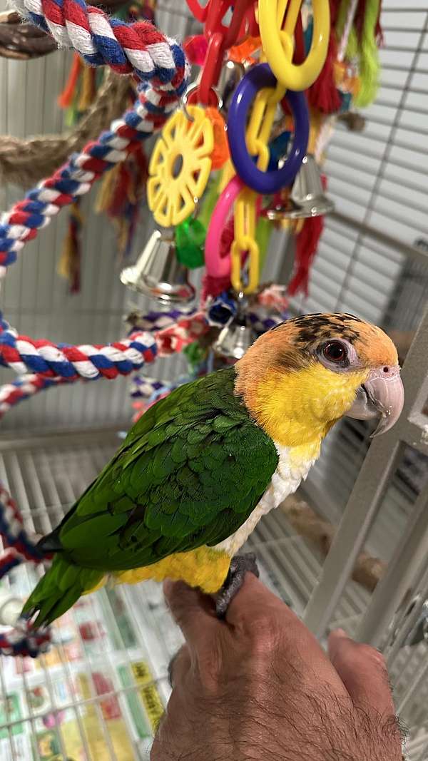 bonded-pair-caique-white-bellied-caique-for-sale