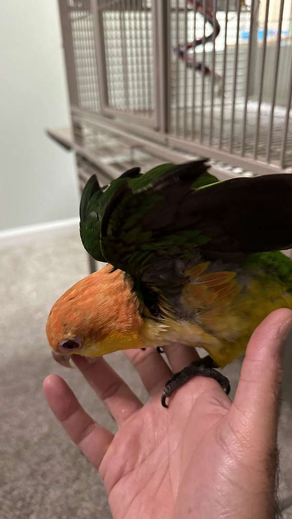 white-bellied-caique-for-sale