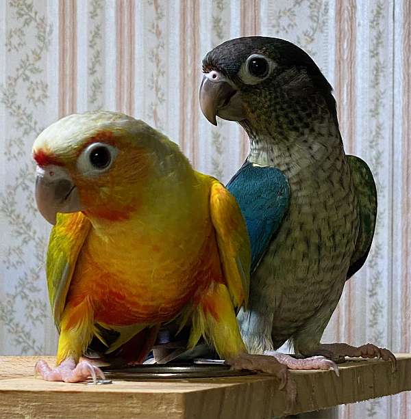 green-cheek-conure-for-sale