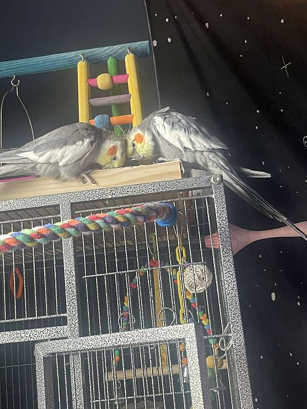 cockatiel-for-sale-in-perkasie-pa