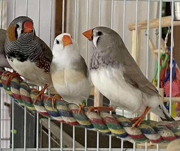 black-pied-bird-for-sale-in-zuni-va