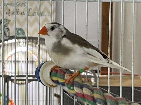 black-pied-bird-adoption