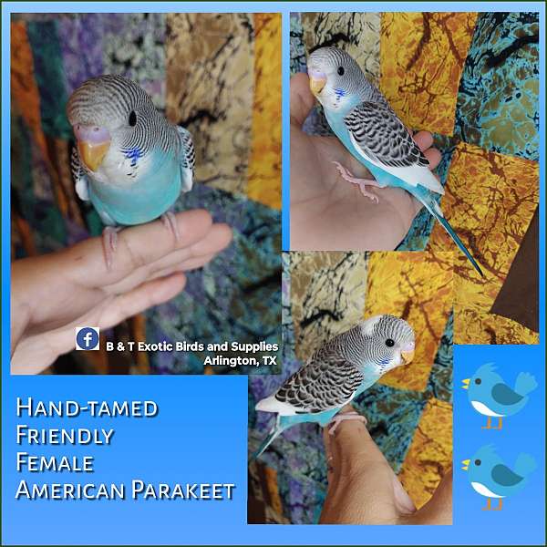 parakeet-for-sale