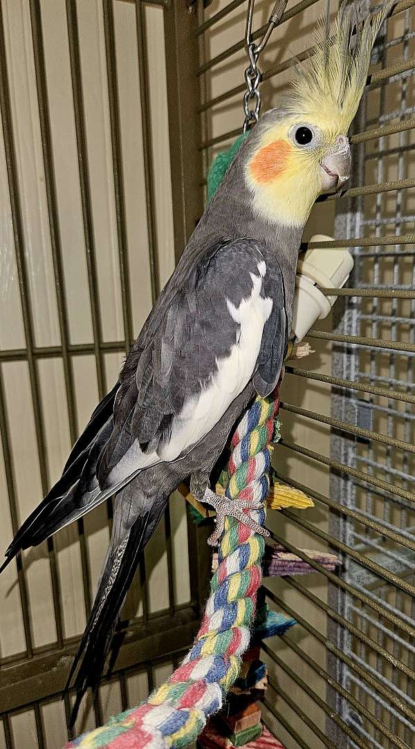 cockatiel-for-sale