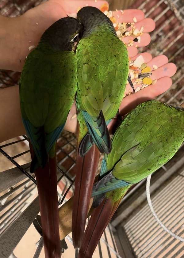 green-cheek-conure-for-sale-in-spring-tx