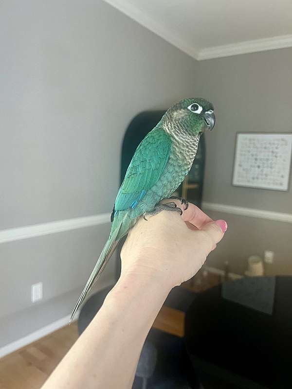 green-cheek-conure-for-sale