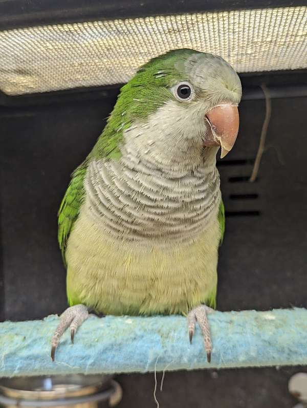 quaker-parrots-for-sale