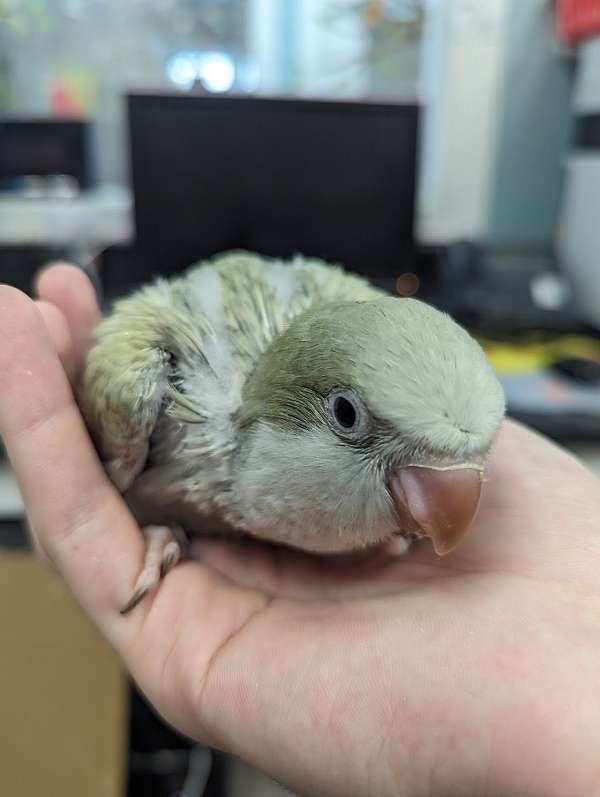 quaker-parrots-for-sale