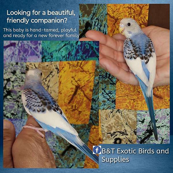 parakeet-for-sale