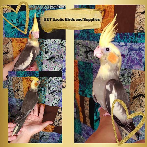 pied-companion-exotic-bird-for-sale