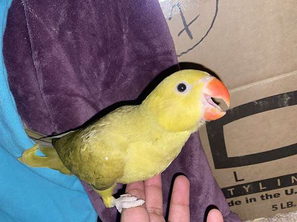 ringneck-parakeet-for-sale