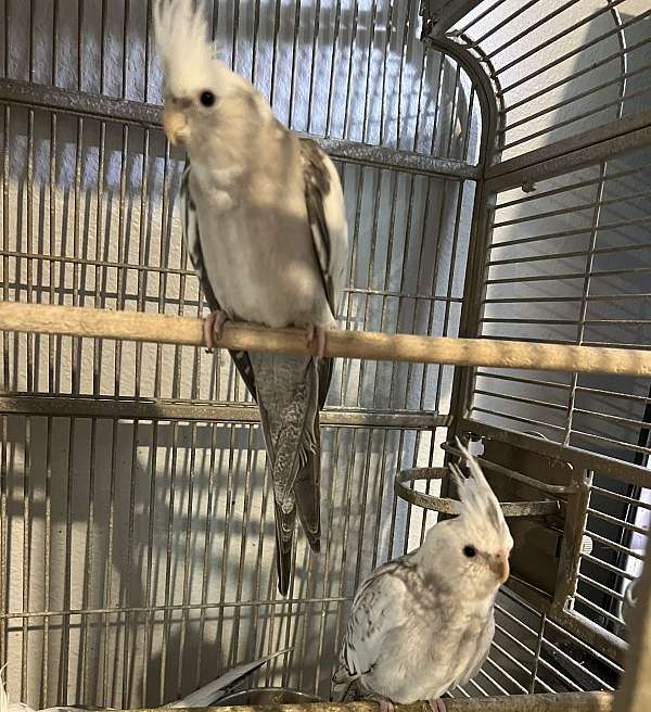 cockatiel-for-sale