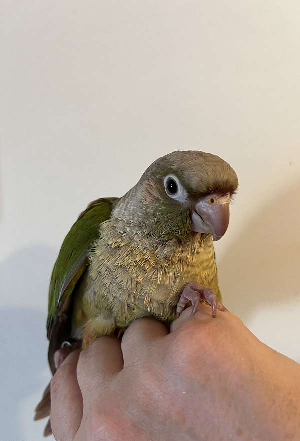 conure-for-sale-in-mountain-iron-mn