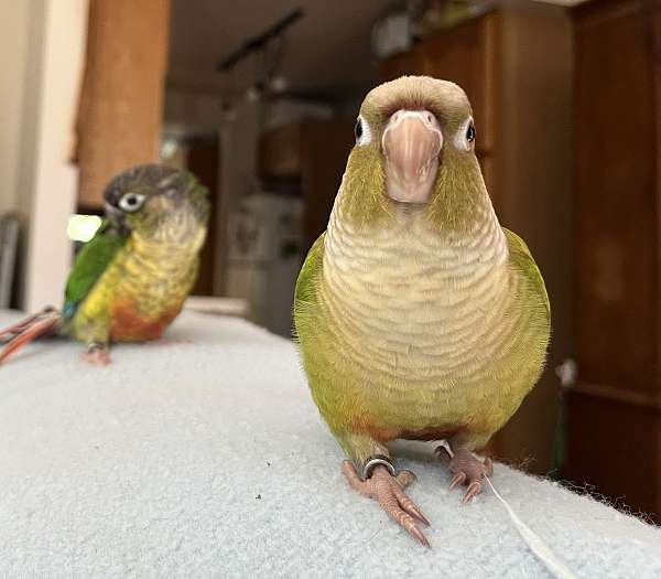 conure-for-sale