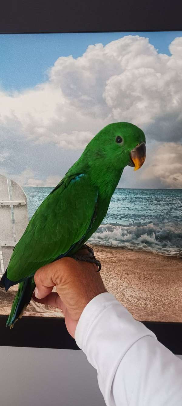 male-mixed-bird-for-sale-in-port-charlotte-fl