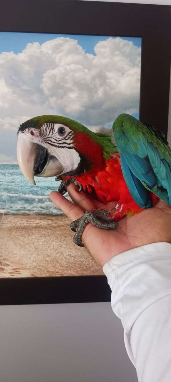 macaw-for-sale-in-port-charlotte-fl