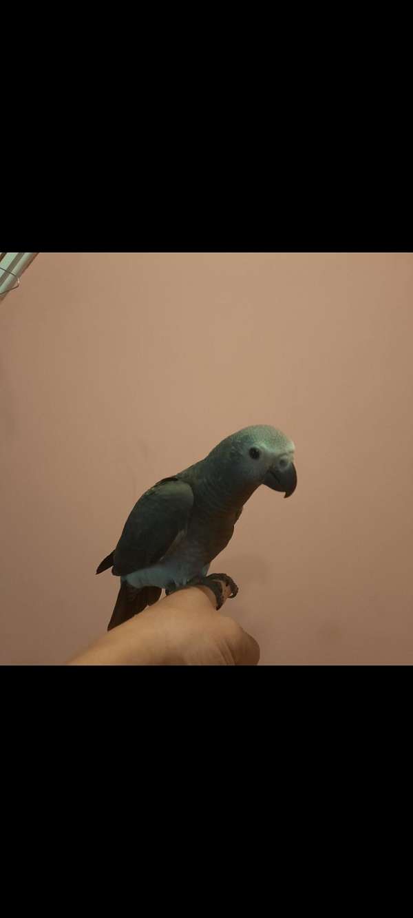 african-grey-parrot-for-sale