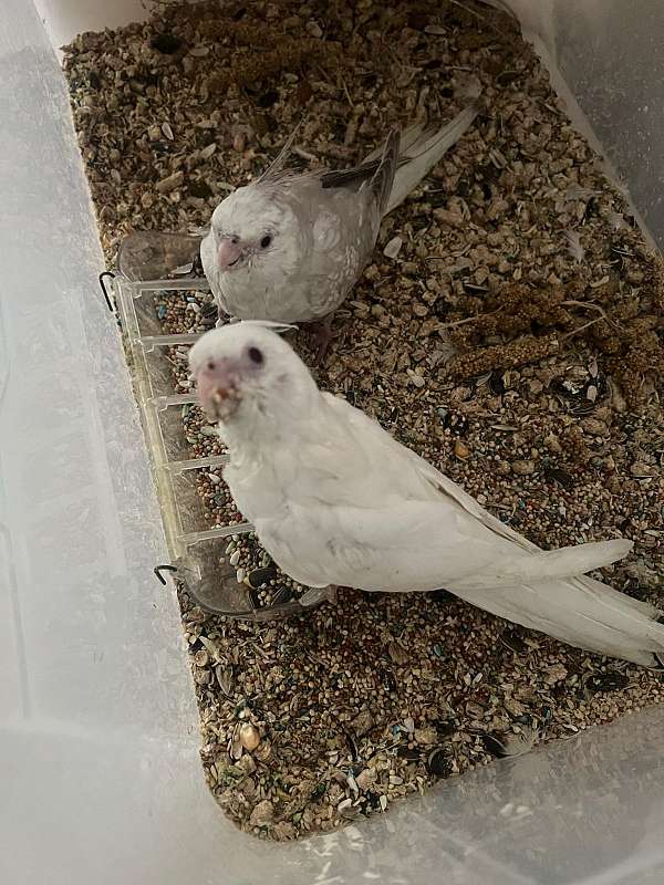 cockatiel-for-sale