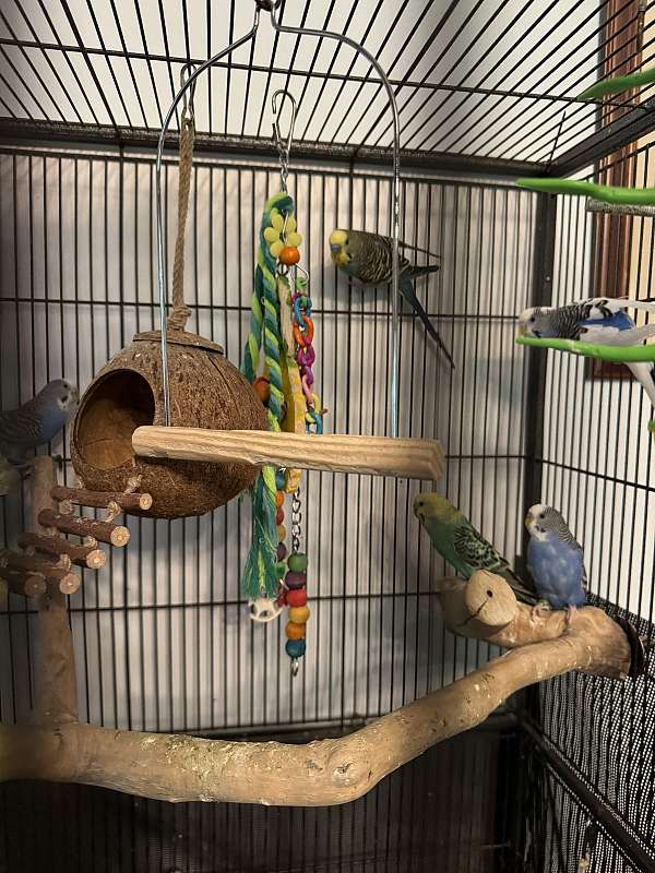 parakeet-for-sale-in-ravenna-oh