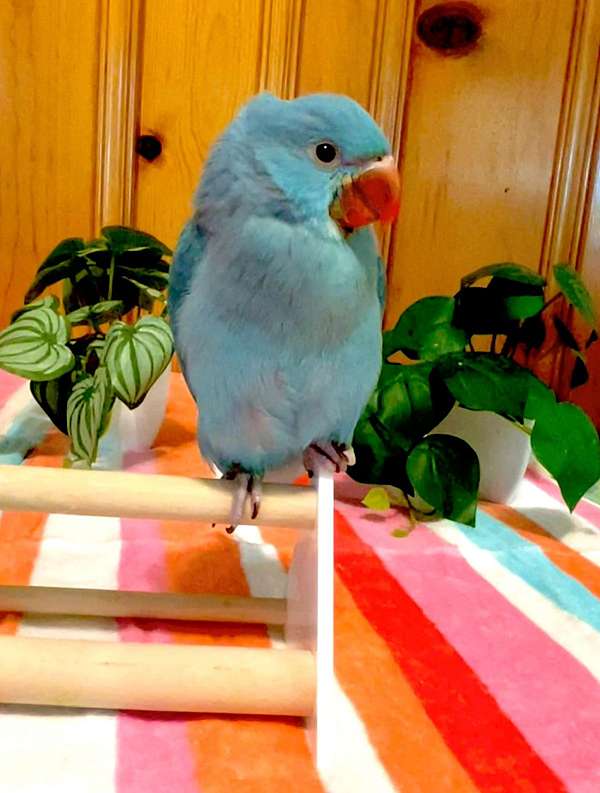 ringneck-parakeet-for-sale