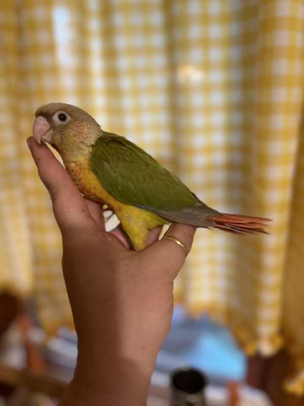 green-cheek-conure-for-sale