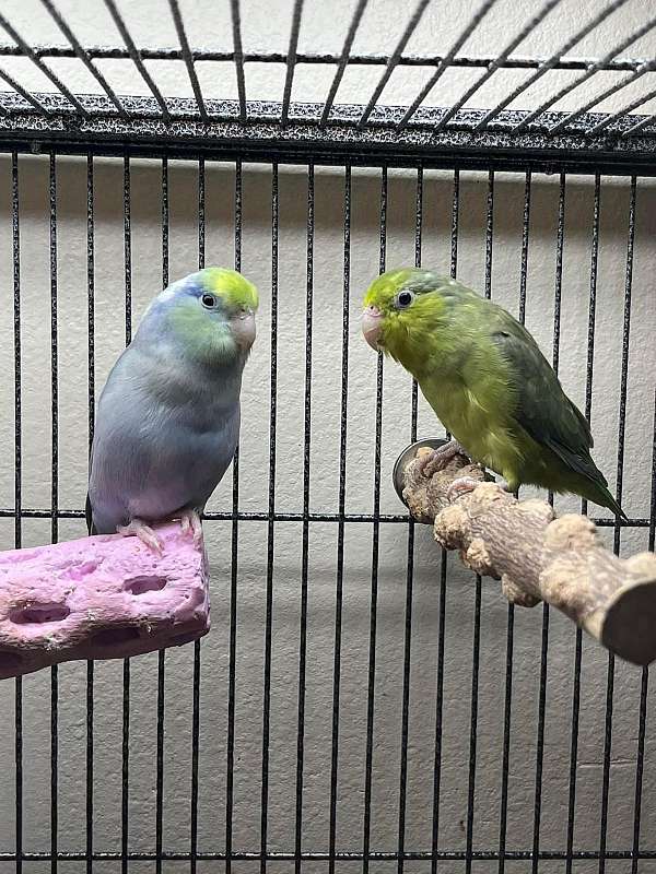 pacific-parrotlet-for-sale-in-poway-ca